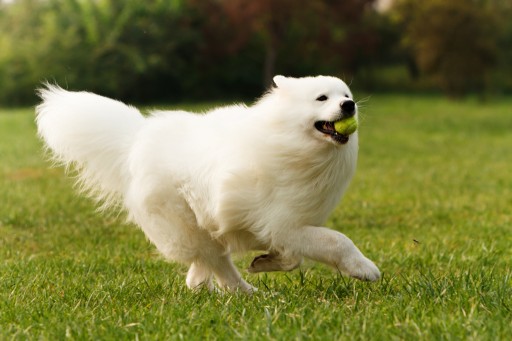 Kabeara Kennels Breeds Samoyed Puppies in a Stress-Free Environment for Over Three Decades
