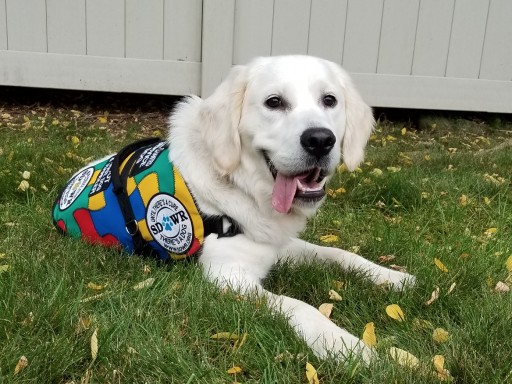 Trained Autism Service Dog to Help Five-Year-Old Child in Springfield, Oregon