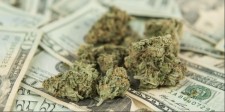 Cannabis Stock News