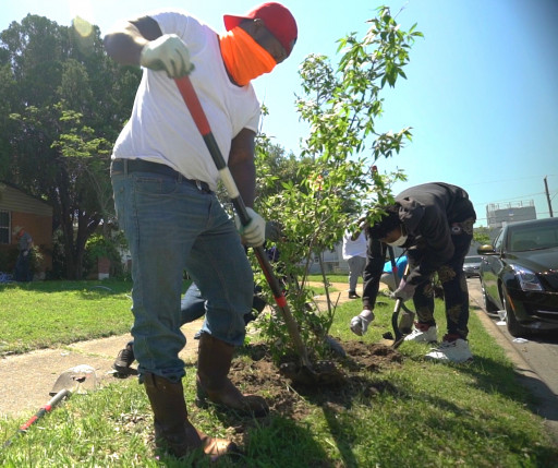 Texas Trees Foundation Kicks Off Its 'NeighborWoods' Tree Giveaway