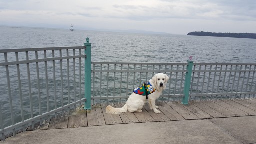Service Dogs by Warren Retrievers Delivers Autism Service Dog to Child in  Group Lake, Illinois