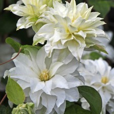 Maria Sklodowska Curie Clematis