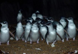 The penguins found in Tasmania are the smallest of the penguin species, the noisiest, and also the only penguins with blue and white feathers (all others are black and white)