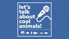 'Let's Talk about Cool Animals!'