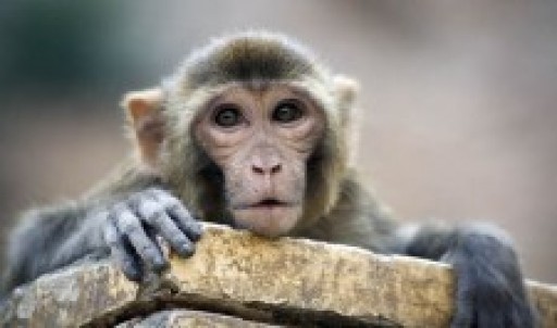 Primate Research Center Alpha Genesis Expands Research Capabilites Through Genetic Diagnostics