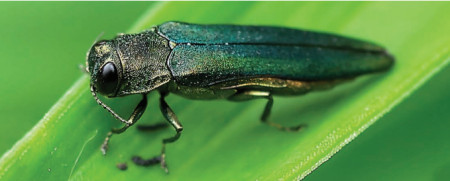 Emerald Ash Borer