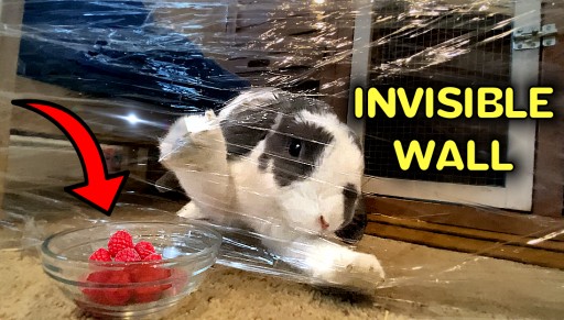 Bunny Reaction to Plastic Wrap Wall Video