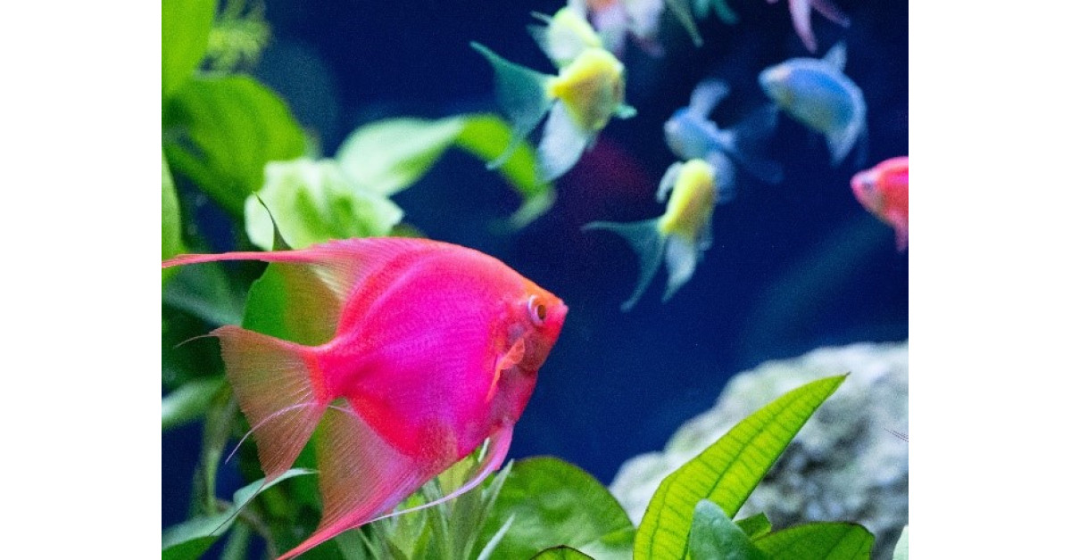 Spectrum Brands and Aperture Pet & Life Partner to Welcome the Next Generation of Aquarists