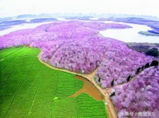 Overlooking Gui'an  10,000-mu cherry blossom garden