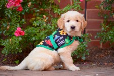 Morgan, an Autism Service Dog in Training