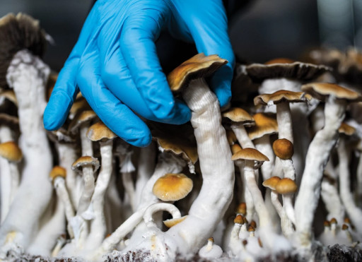 FBC Holding, Inc. (FBCD) Acquires Mushroom Madness to Accelerate Entry Into Explosive Mushroom Wellness Market