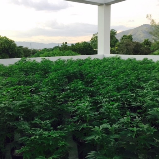 CITIVA Teams Up With Epican to Donate First Harvest of Medically Indicated Cannabis for Patient Study in Jamaica