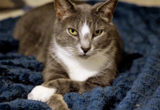 Catfe Diem will feature adoptable cats through their partner rescue Paws for Seniors