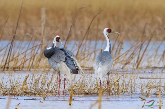 Poyang lake is an important hub for migratory birds and hosts up to 700,000 wintering birds yearly