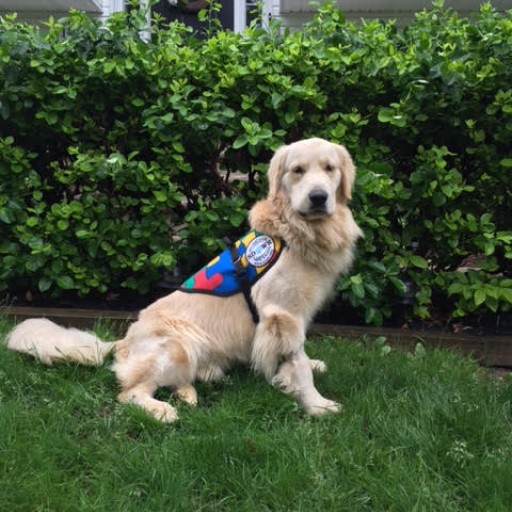 Service Dogs by Warren Retrievers Delivers Autism Service Dog to Child in  Denville, NJ