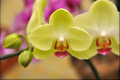 Orchid Mental Health Legal Advocacy of Colorado, Inc.