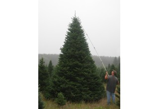 Christmas Tree Maintenance and Care 