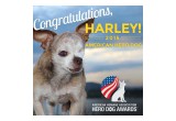 Harley when he became the 2015 American Hero Dog