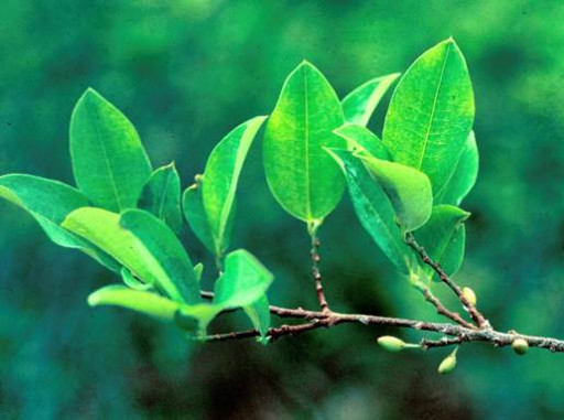 Coca Access and Benefit Sharing Agreement Authorized by Peru's National Institute of Agrarian Innovation (INIA) Supports Research Efforts of Jaguar Health and Filament Health Joint Venture, Magdalena Biosciences, into Potential Mental Health and CNS Indications of Coca