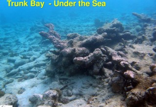 Coral in Trunk Bay, St. John, USVI 