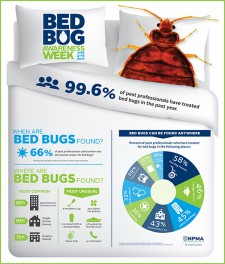 Most Common Places Bed Bugs Are Found