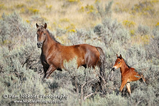 Federal Court Rules BLM Violated Law in Wyoming Wild Horse Roundup