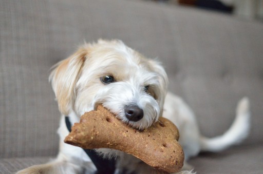 Table Scraps, Dry Food, and a Side of Guilt! Feeding Habits of US Dog Owners Revealed