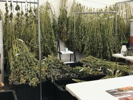 WeedGenics Grow Facility