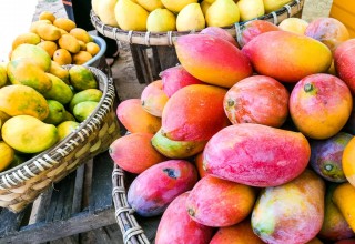 Mango in Myanmar