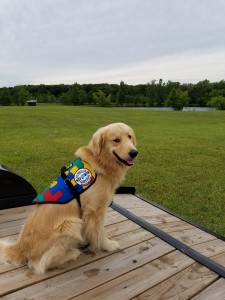 SDWR Autism Service Dog - Theo