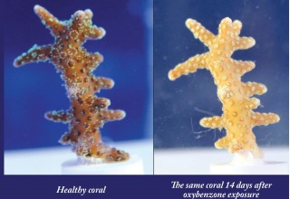Before & After Images of Coral Exposed to Oxybenzone