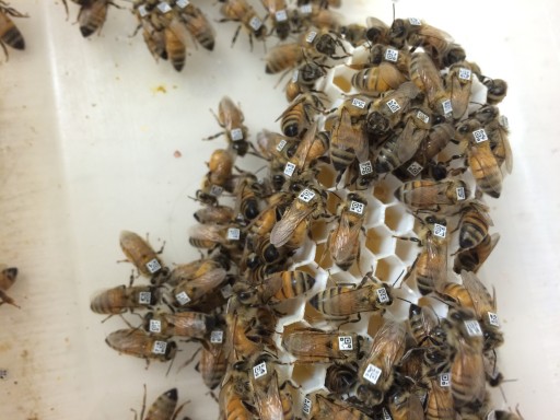 Barcodes Enable Tracking the Flight of Honey Bees