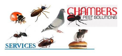 Affordable Pest Control Company in Perth With Discount Prices on All Pest Services