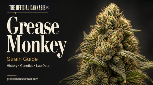 Grease Monkey Strain Guide Details Hybrid's Breeding, Effects and Lab Tests