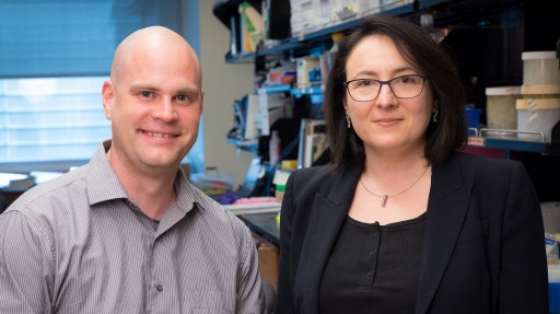 Blood-Clotting Protein Prevents Repair in the Brain