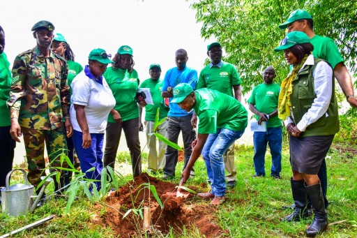 Africa Plantation Capital & BIDCO Host Africa Bamboo Planting Day