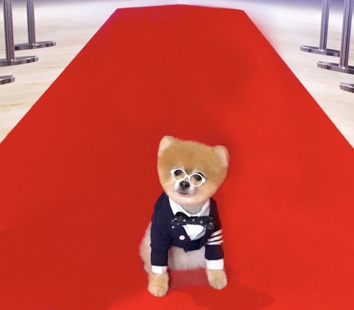 Bentley — the Most Stylish Pom, Shines at NYC's PetCon