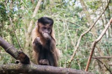 Celebrated monkey Patty the capuchin turns 37 years young!