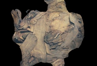 Sadigh Gallery Mummified Vulture