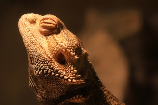 Don't Let Your Scaly Pets' Health Cool Off With the Cold Weather, Thanks to Benefits From FEBC
