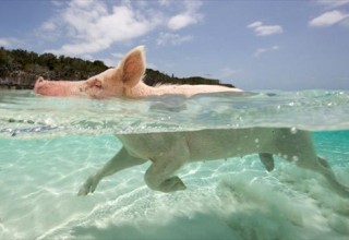 Little Piggy Swimming For His Food