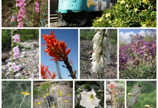 Spring in Bloom at Verde Canyon Railroad