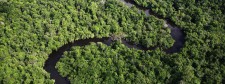 Amazon Jungle