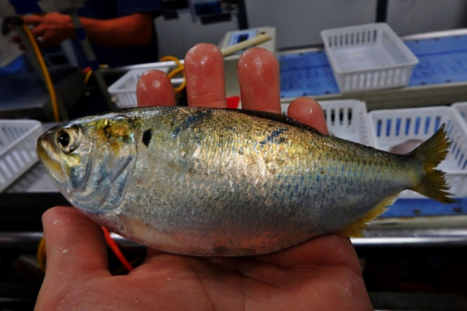 Independent Study Confirms Gulf Menhaden Fishery Has Minimal Impact on Red Drum