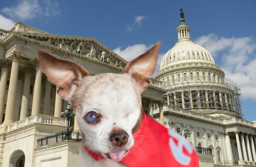 Tiny One-Eyed Chihuahua Speaks to Congress on Capitol Hill About the Puppy Mill Crisis