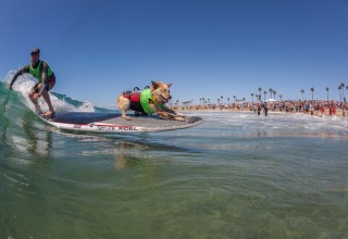 Skyler the surf dog tandem surfing with human Photo by Daren Fentiman