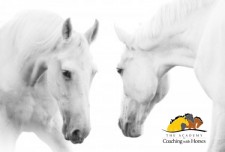 Quantum Horse: Evolving Consciousness Through the Wisdom of Horse
