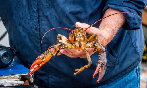 New Lobster Project Uses Latest Tracking Data to Minimize Right Whale Entanglements
