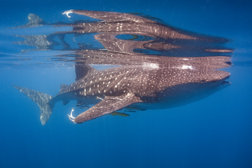 To mark International Shark Day, Qatar Tourism has captured striking imagery of one of the world's largest migrations of the endangered whale shark