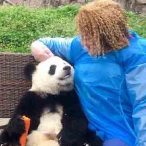 WestChinaGo Travel Updated Their Most Popular ChengDu Tour with DuJiangYan Panda Volunteer Program and ChengDu Panda Holding